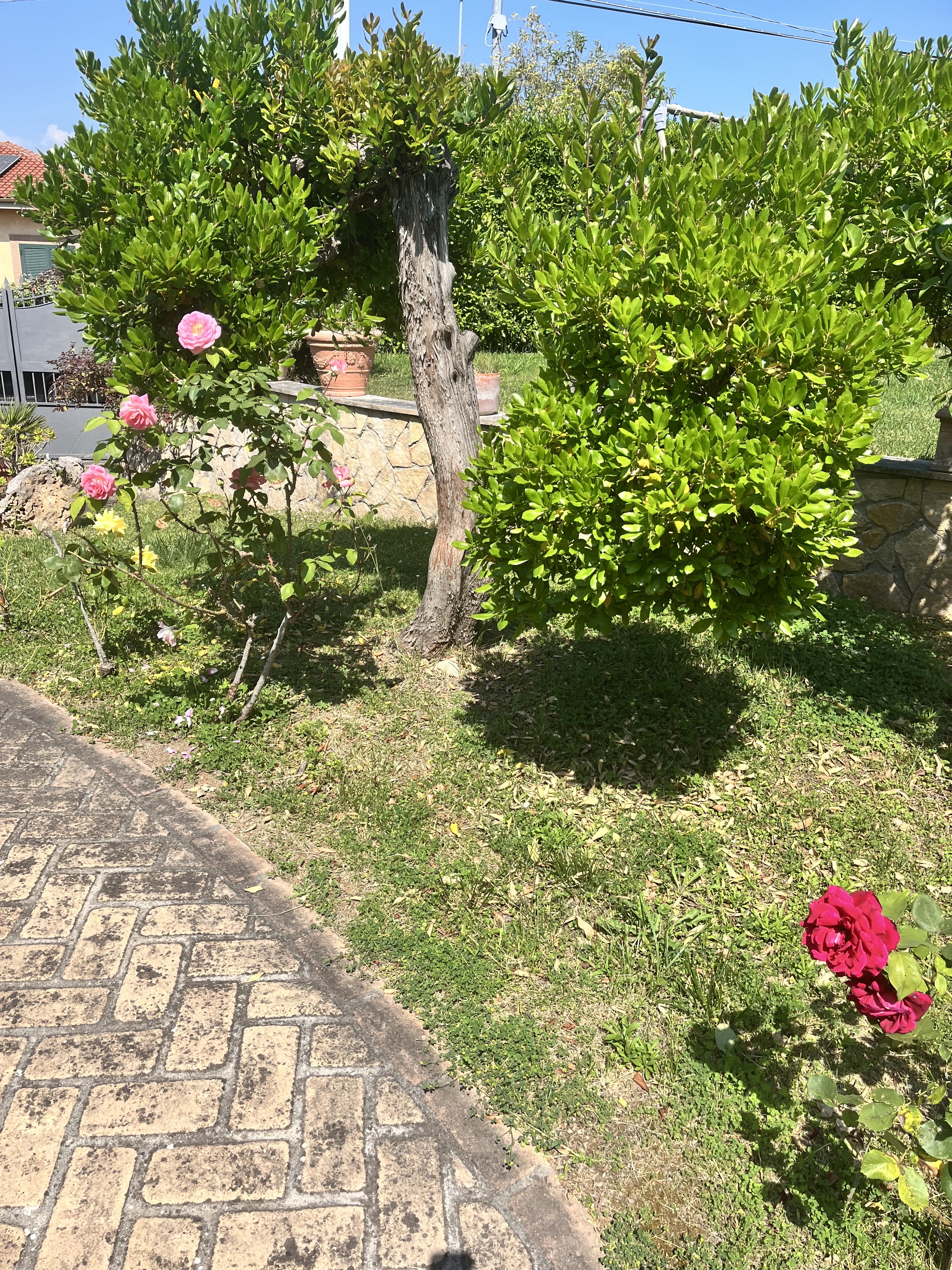 IMG_4963 (4)
